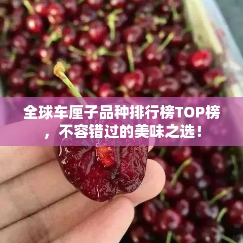 全球車?yán)遄悠贩N排行榜TOP榜，不容錯過的美味之選！