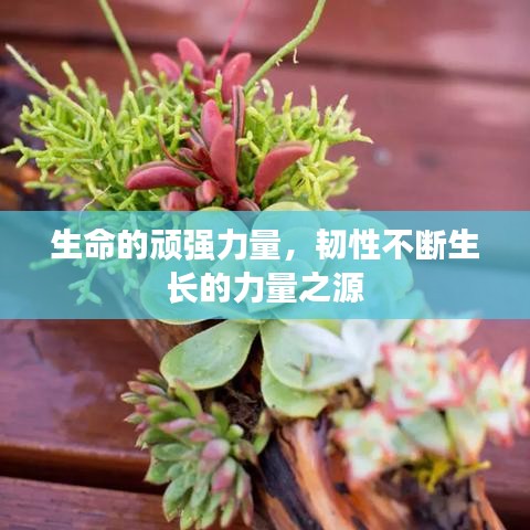 生命的頑強力量，韌性不斷生長的力量之源