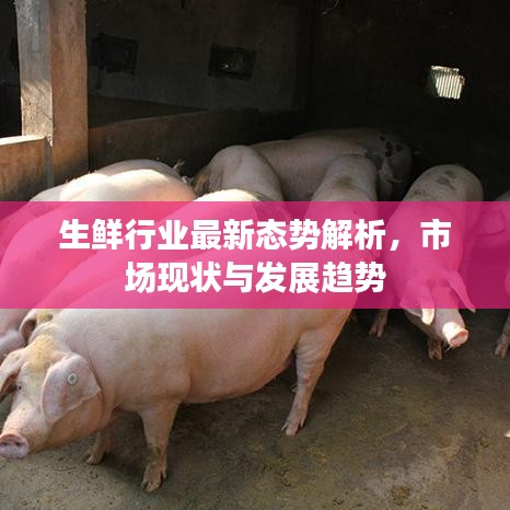 生鮮行業(yè)最新態(tài)勢(shì)解析，市場(chǎng)現(xiàn)狀與發(fā)展趨勢(shì)