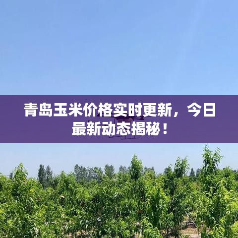 青島玉米價(jià)格實(shí)時(shí)更新，今日最新動(dòng)態(tài)揭秘！